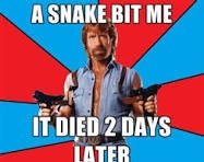 chuck norris jpeg 2.jpg
