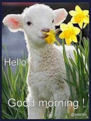 Good morning 20.jpeg