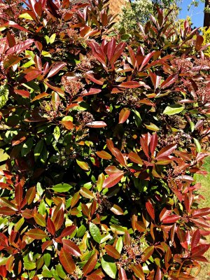 Taiwanese Photinia Garden Spring.jpeg Taiwanese Photinia Garden Spring.jpeg