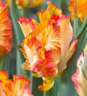 Screenshot 2026-03-21 234008.jpg