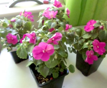 Impatiens.jpg