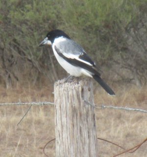Butcher Bird.JPG