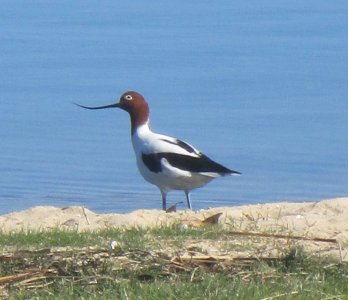 Red Necked Avocet 2.JPG