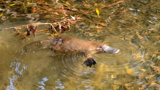 duck-billed-platypus.jpg