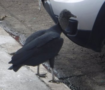 Black Buzzard Belem.jpg Black Buzzard Belem.jpg