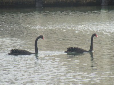 Swans 1.jpg