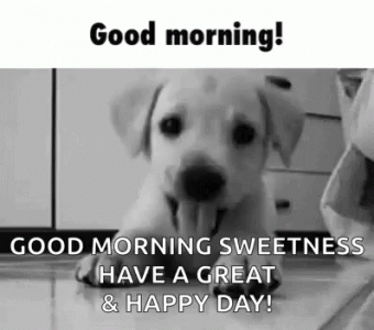good morning paw.gif