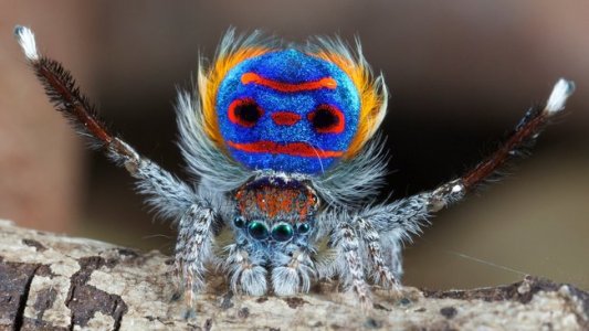 Peacock Spider.jpg