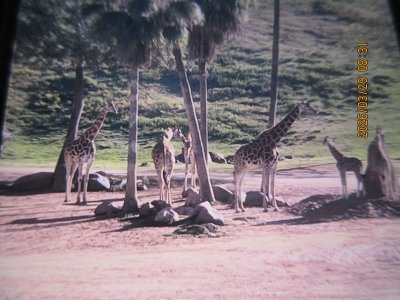 IMG_7318.JPG IMG_7318.JPG