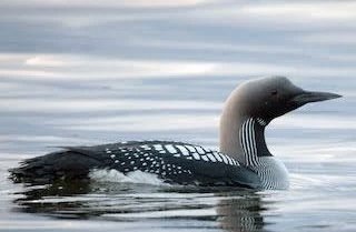 IMG_2987.jpeg IMG_2987.jpeg