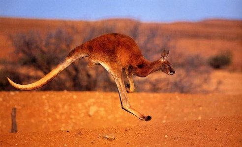 red kangaroo.jpg