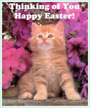 easterkitty.jpg