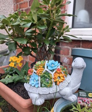 turtle2copy.jpg turtle2copy.jpg