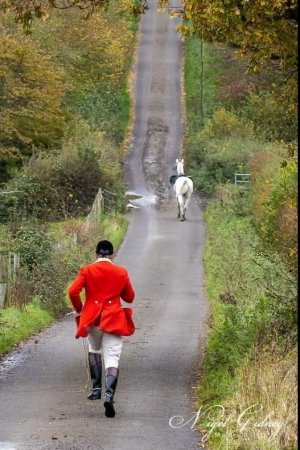 red hunter horse.jpg