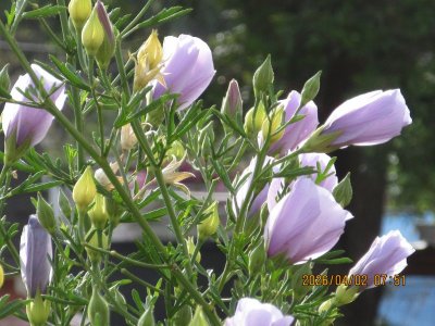 IMG_7418.JPG IMG_7418.JPG