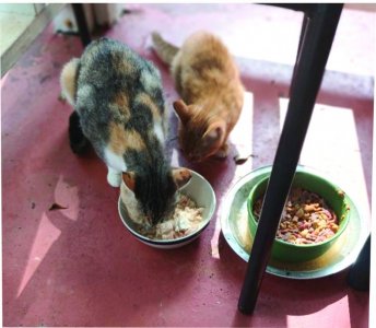 Porch cats.jpg Porch cats.jpg