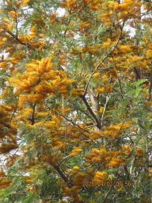 IMG_7429.JPG IMG_7429.JPG