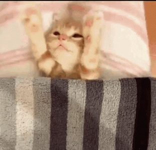 funny-animals-good-night.gif