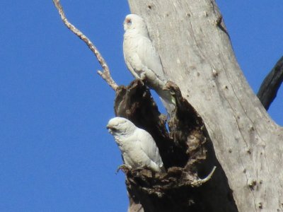 2 corellas nesting hollow.jpg