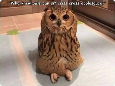owl.jpg