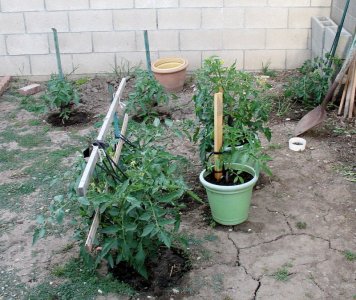 tomatoes.JPG tomatoes.JPG