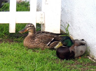 ducks.JPG ducks.JPG