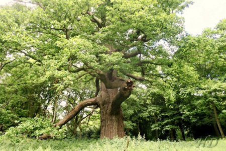 Trees great oak Woods HD.jpeg Trees great oak Woods HD.jpeg