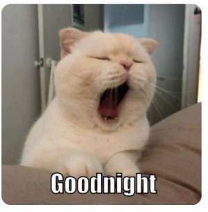 cat goodnight.jpg