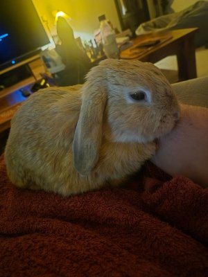 night-time-cuddles-with-the-rescue-rabbit-v0-i8p9ukcf0ytg1.jpg