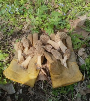 IMG_20260409_155222.jpg IMG_20260409_155222.jpg