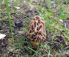 Spring Morel Mushroom Hunting in the Canadian Prairies Spring Morel Mushroom Hunting in the Canadian Prairies
