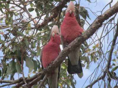 2 galahs.jpg
