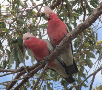 2 galahs 1.jpg