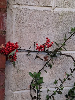 pyracantha.jpg
