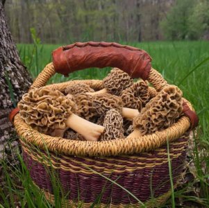 morels-1024x1021-1932654110.jpg