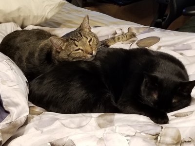 Andy and Bugsy 1.jpeg