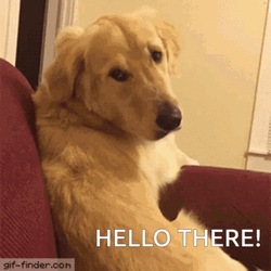 cute-golden-retriever-dog-upside-down-hello-there-meme.gif