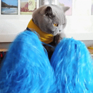 Cat Reaction GIF.gif Cat Reaction GIF.gif