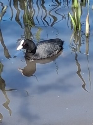 coot.jpg
