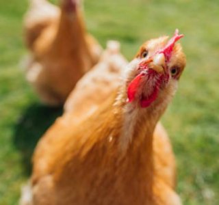 chicken.JPG chicken.JPG