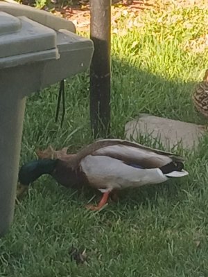 WhatsApp Image 2026-04-18 at 15.23.49 (1).jpeg