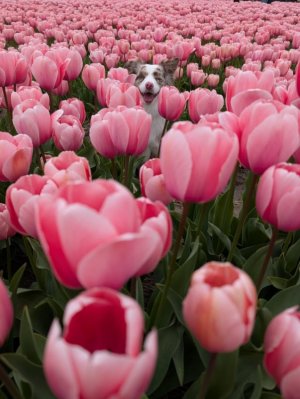 its-tulip-season-in-the-netherlands-v0-crpye15eubwg1.jpeg