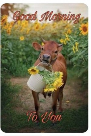 Good Morn Horse..jpg