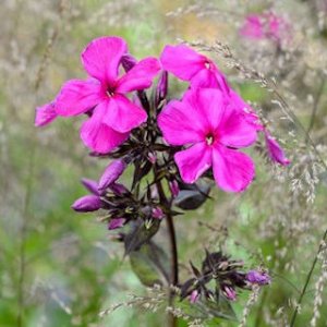 phlox jpg.jpg