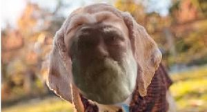 old dawg fin.jpg