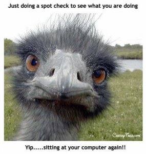 funny birds,funny birds pictures, (20).jpg