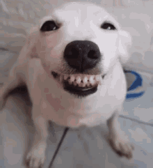 dog-smile-dog.gif