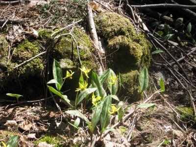 IMG_5516_1.JPG