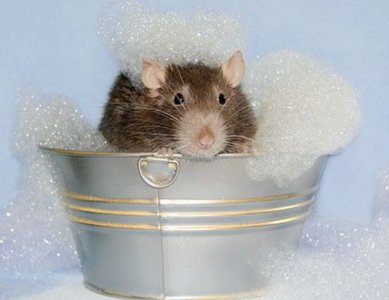 rat bath.JPG