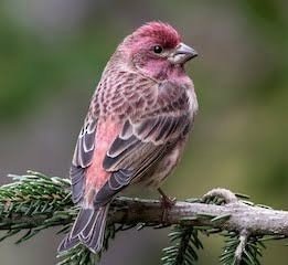 IMG_3547.jpeg